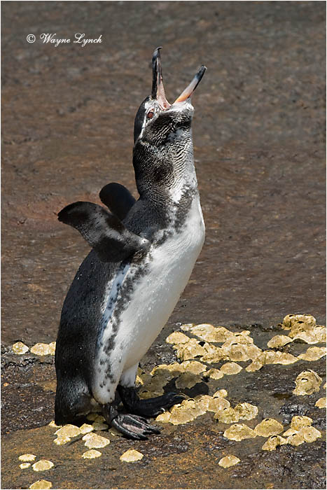 Galapagos Penguin 106 by Dr. Wayne Lynch &copy;